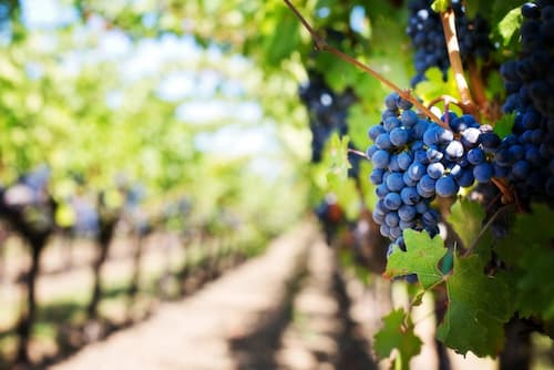Diferencia entre vino joven y crianza, tiempo en barrica precio... Racimo de uvas de calidad