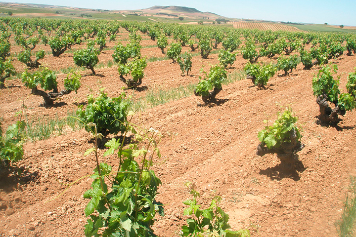 los mejores vinos tintos de España
