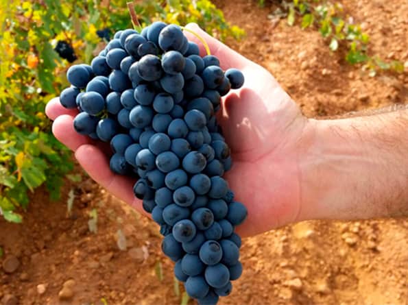 vinos-poco-conocidos-prieto-picudo