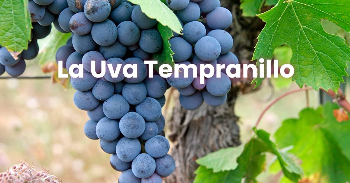 Tempranillo: tipo de vino y sus principales características