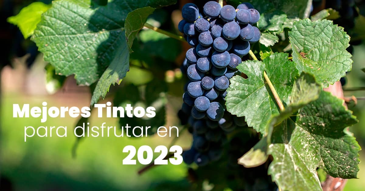 Los mejores vinos tintos para disfrutar en 2023